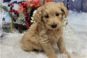 Vivian - Goldendoodle for sale