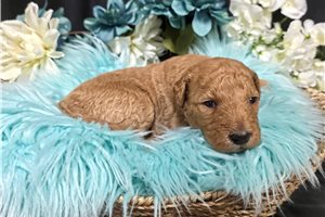 Kohen - puppy for sale
