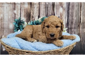 Kohen - Goldendoodle for sale