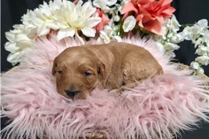 Kona - Goldendoodle for sale