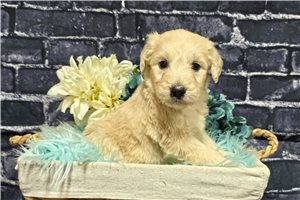 Karter - Goldendoodle for sale