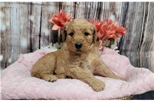 Koko - Goldendoodle for sale