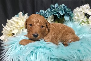 Kodak - Goldendoodle for sale
