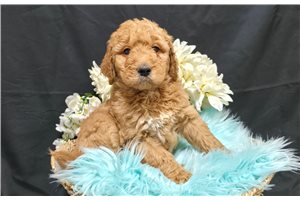 Kohen - Goldendoodle for sale