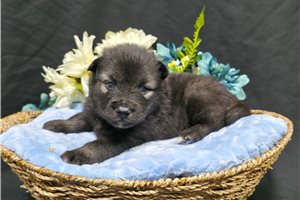 Dante - Keeshond for sale
