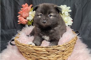 Elisha - puppy for sale