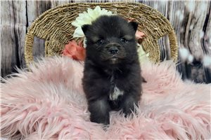 Olivia - Keeshond for sale