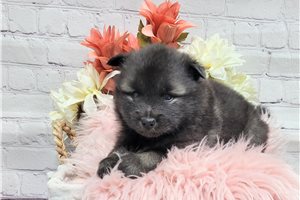 Eliza - puppy for sale