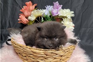 Evie - Keeshond for sale