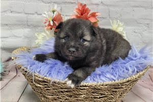 Lady - Keeshond for sale
