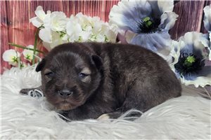 Landon - Keeshond for sale