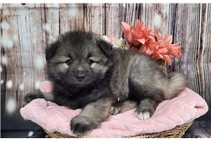 Fancy - Keeshond for sale