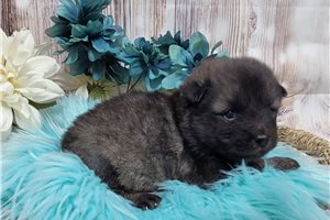 Shiloh - Keeshond for sale