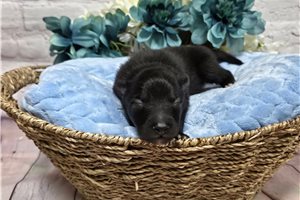 Dante - Keeshond for sale