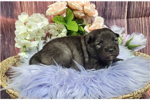 Lady - Keeshond for sale