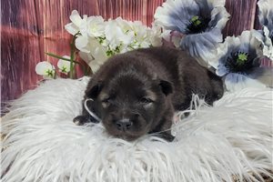 Lancelot - Keeshond for sale