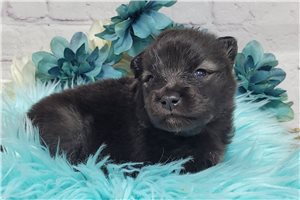 Otto - Keeshond for sale