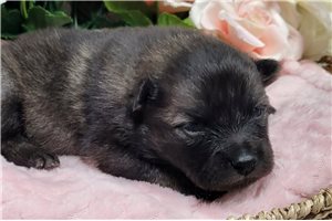 Faith - Keeshond for sale