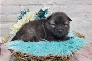 Lancelot - Keeshond for sale