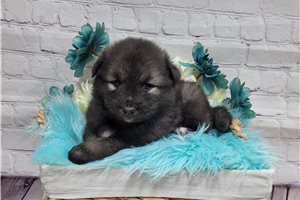 Eldon - puppy for sale