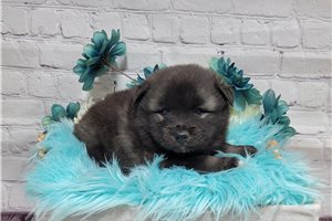 Elam - puppy for sale