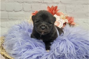 Olivia - Keeshond for sale