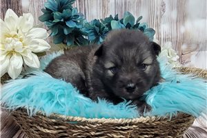 Boone - Keeshond for sale