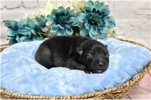 Douglas - puppy for sale