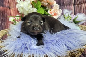 Laika - puppy for sale