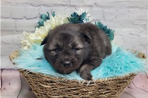 Landon - Keeshond for sale