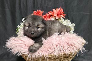 Fancy - Keeshond for sale