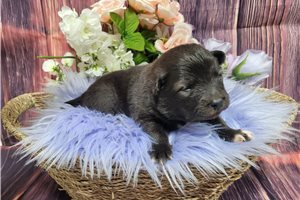 Lamiri - Keeshond for sale