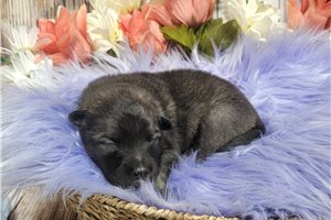 Samantha - puppy for sale