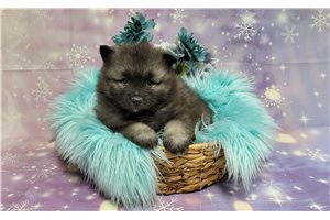 Niles - Keeshond for sale