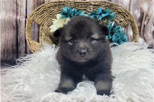 Otto - Keeshond for sale