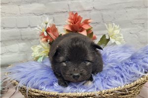 Lamiri - Keeshond for sale