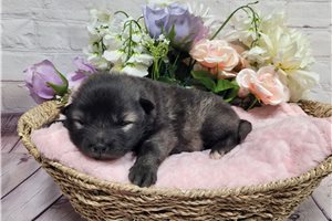 Fancy - puppy for sale