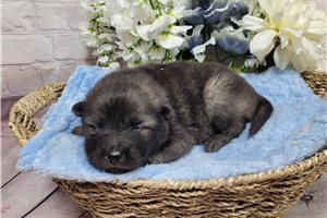 Fabian - puppy for sale