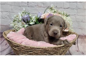 Lola - Labrador Retriever for sale