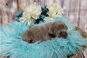 Lincoln - puppy for sale