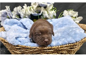 Farley - Labrador Retriever for sale