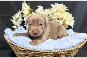 Neon - Labrador Retriever for sale