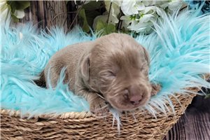 Neon - puppy for sale
