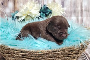 Leonardo - puppy for sale