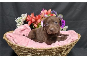 Valor - Labrador Retriever for sale