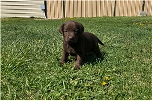 Kelly - Labrador Retriever for sale