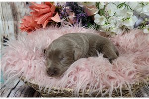 Lola - Labrador Retriever for sale