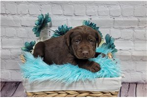 Henderson - Labrador Retriever for sale