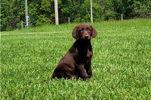Kenzie - Labrador Retriever for sale