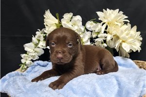 Neeson - Labrador Retriever for sale